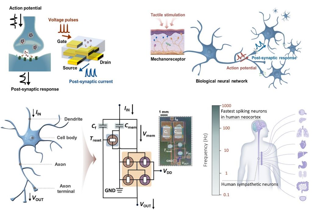  Interface entre cérebro humano e inteligência artificial, simbolizando a inspiração biológica das redes neurais.